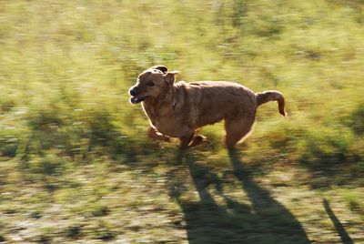 Dog running outdoors