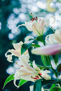 Close-up of white flowers blooming outdoors