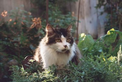 Portrait of cat sitting outdoors