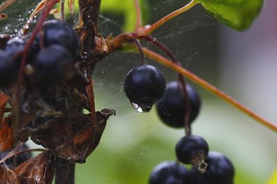 Close-up of spider on web