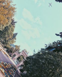 Low angle view of trees against sky