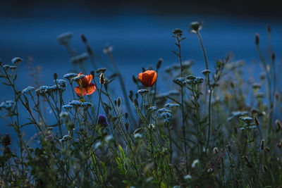 Close-up of flowering plants on field against sky