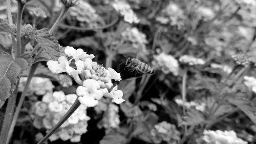 Close-up of insect on flowers