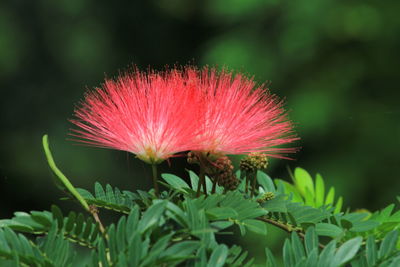 Close-up of pink flower