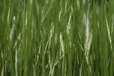 Full frame shot of crops growing on field