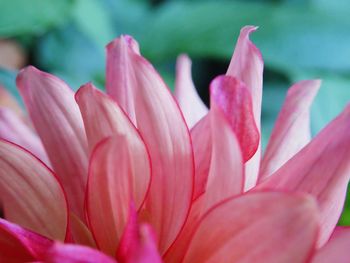 Close-up of pink flower