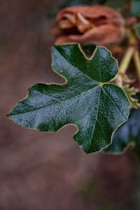 Close-up of leaf on plant