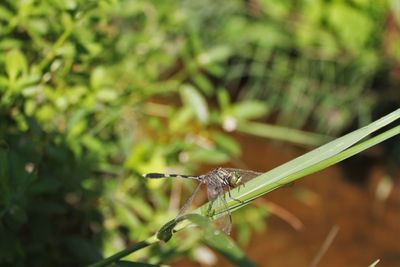 Close-up of insect on plant