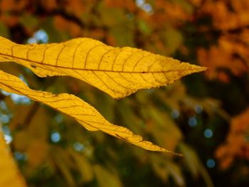 Close-up of yellow maple leaves