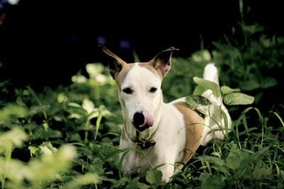 Portrait of dog on grass