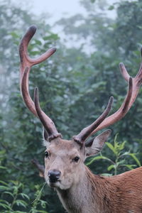 Close-up of deer on field