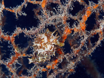 Close-up of a sea horse underwater in a net