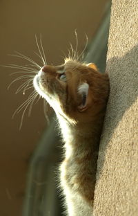 Cat looking up by wall