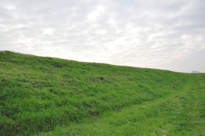 Scenic view of grassy field against sky