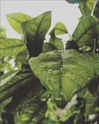 Close-up of raindrops on leaf