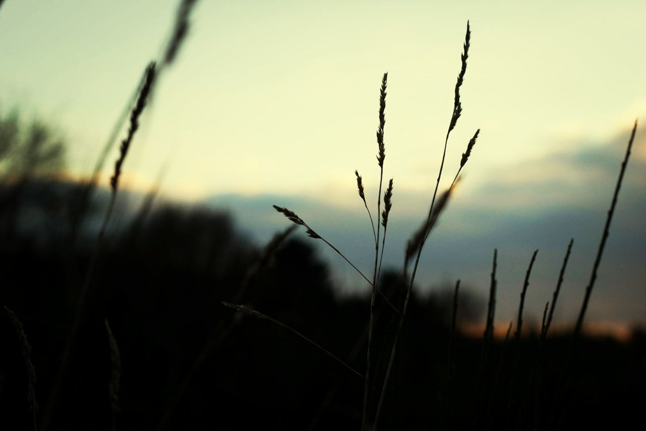 sunset, focus on foreground, growth, plant, nature, tranquility, close-up, selective focus, field, grass, beauty in nature, silhouette, sky, stem, tranquil scene, scenics, outdoors, no people, landscape, growing