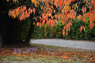 Trees on field during autumn