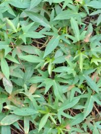 Full frame shot of plants growing in field