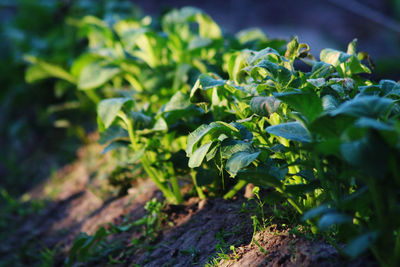 Close-up of plant growing on field