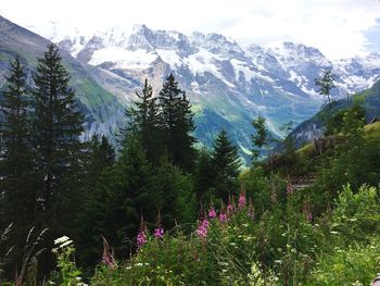 Scenic view of snow covered mountains against sky