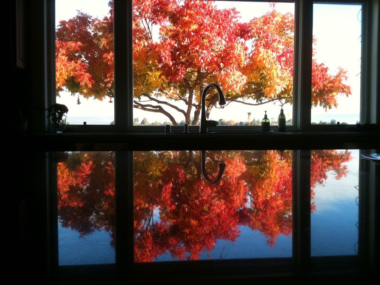 tree, autumn, window, change, orange color, growth, indoors, red, season, glass - material, nature, beauty in nature, built structure, transparent, branch, leaf, architecture, no people, multi colored, sky