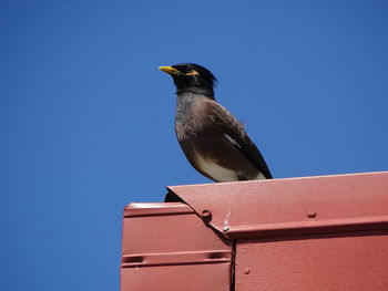 Low angle view of bird on roof against clear blue sky