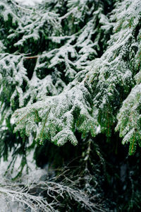 Close-up of snow covered pine tree