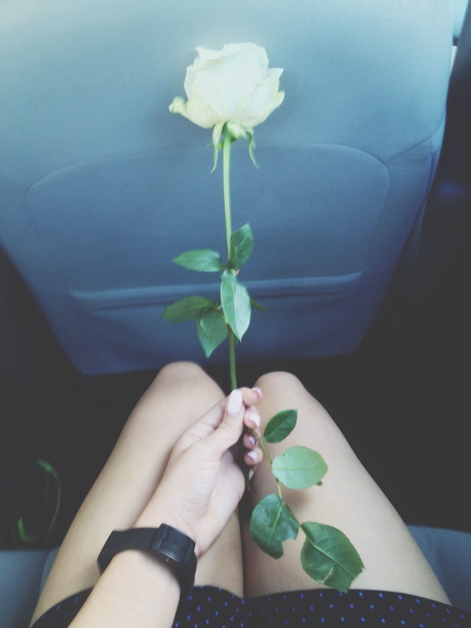 person, flower, indoors, holding, freshness, part of, cropped, fragility, close-up, unrecognizable person, high angle view, petal, white color, personal perspective, lifestyles, bouquet