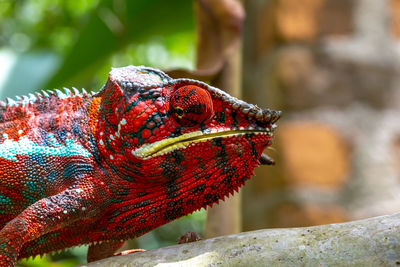 Close-up of a lizard on rock