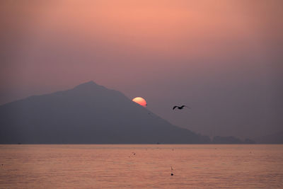 Silhouette birds flying over sea against sky during sunrise 
