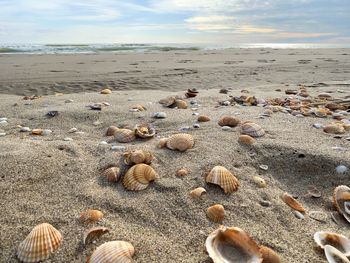 Pebbles on sand at beach against sky