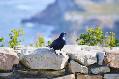 Crow perching on retaining wall