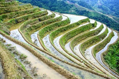 High angle view of rice paddy