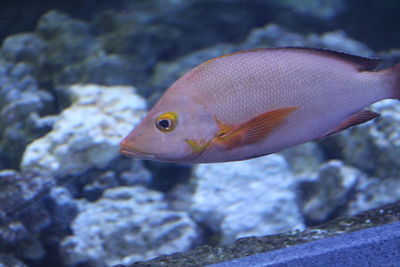 Close-up of fish swimming in aquarium