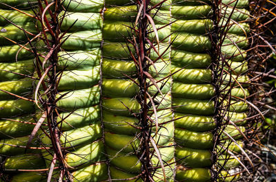 Cropped image of hand holding plant