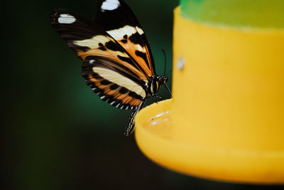 Close-up of butterfly on yellow flower