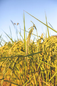 Close-up of stalks in field against sky