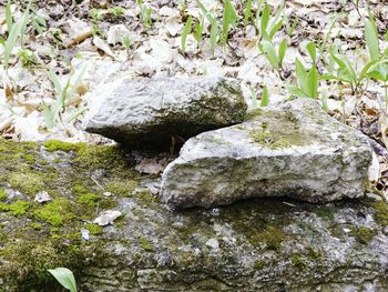 Plants growing on rocks