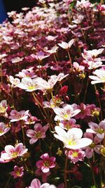 Close-up of flowers blooming outdoors