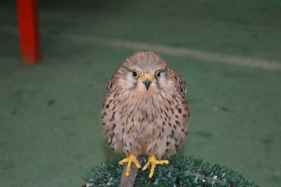 Close-up portrait of owl perching outdoors