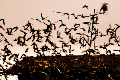 Low angle view of birds flying against sky