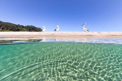 Flock of birds in the sea