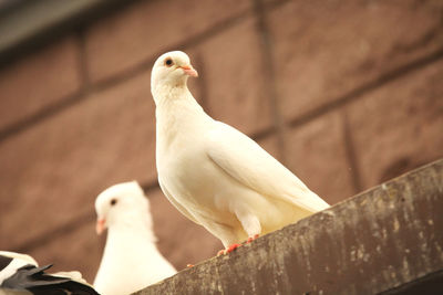 Low angle view of seagull perching on railing against wall