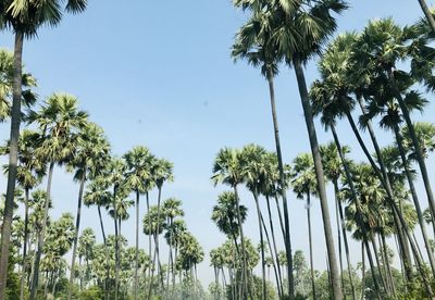 Low angle view of coconut palm trees against clear sky