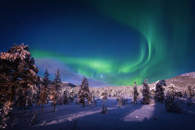 Trees on snow covered landscape against aurora borealis at night