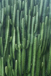 Full frame shot of cactus plant