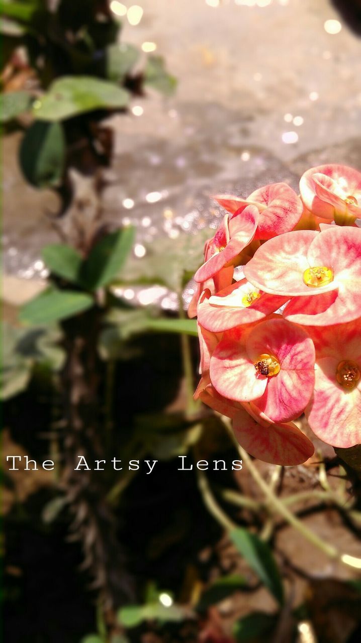 water, flower, focus on foreground, growth, close-up, beauty in nature, nature, plant, pink color, petal, fragility, freshness, lake, flower head, leaf, outdoors, day, blooming, high angle view, red