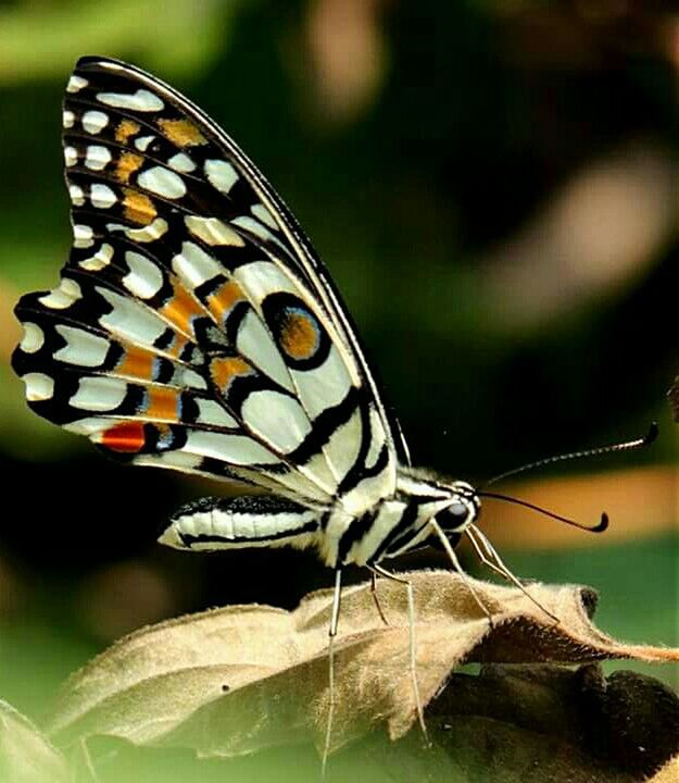 CLOSE-UP OF BUTTERFLY ON WEB