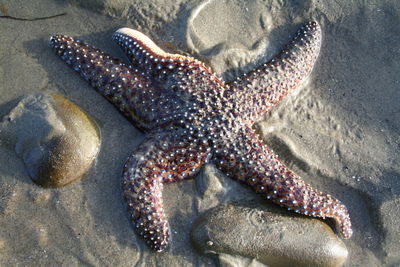 View of starfish on beach