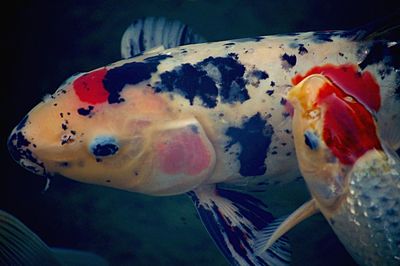 Close-up of fish in water